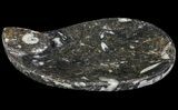 Teardrop Fossil Goniatite Dish - Stoneware #62443-1
